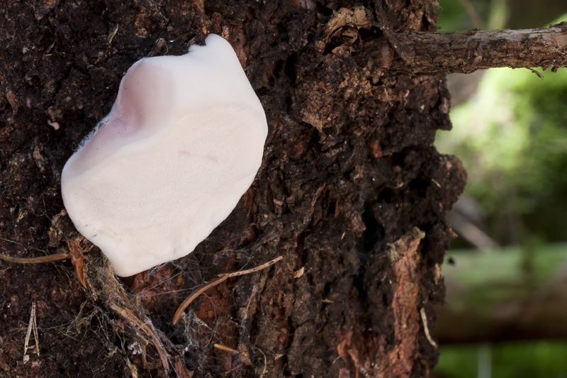 Leptoporus mollis